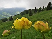 71 Trollius europaeus (Botton d'oro) 